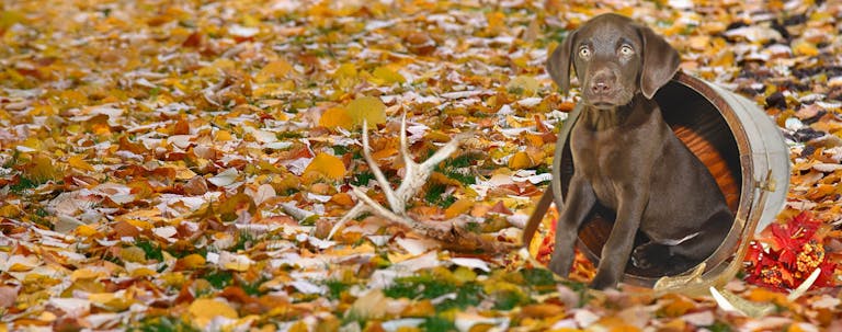 How to Train a Labrador Puppy to Shed Hunt How to Train a Labrador Puppy to Shed Hunt